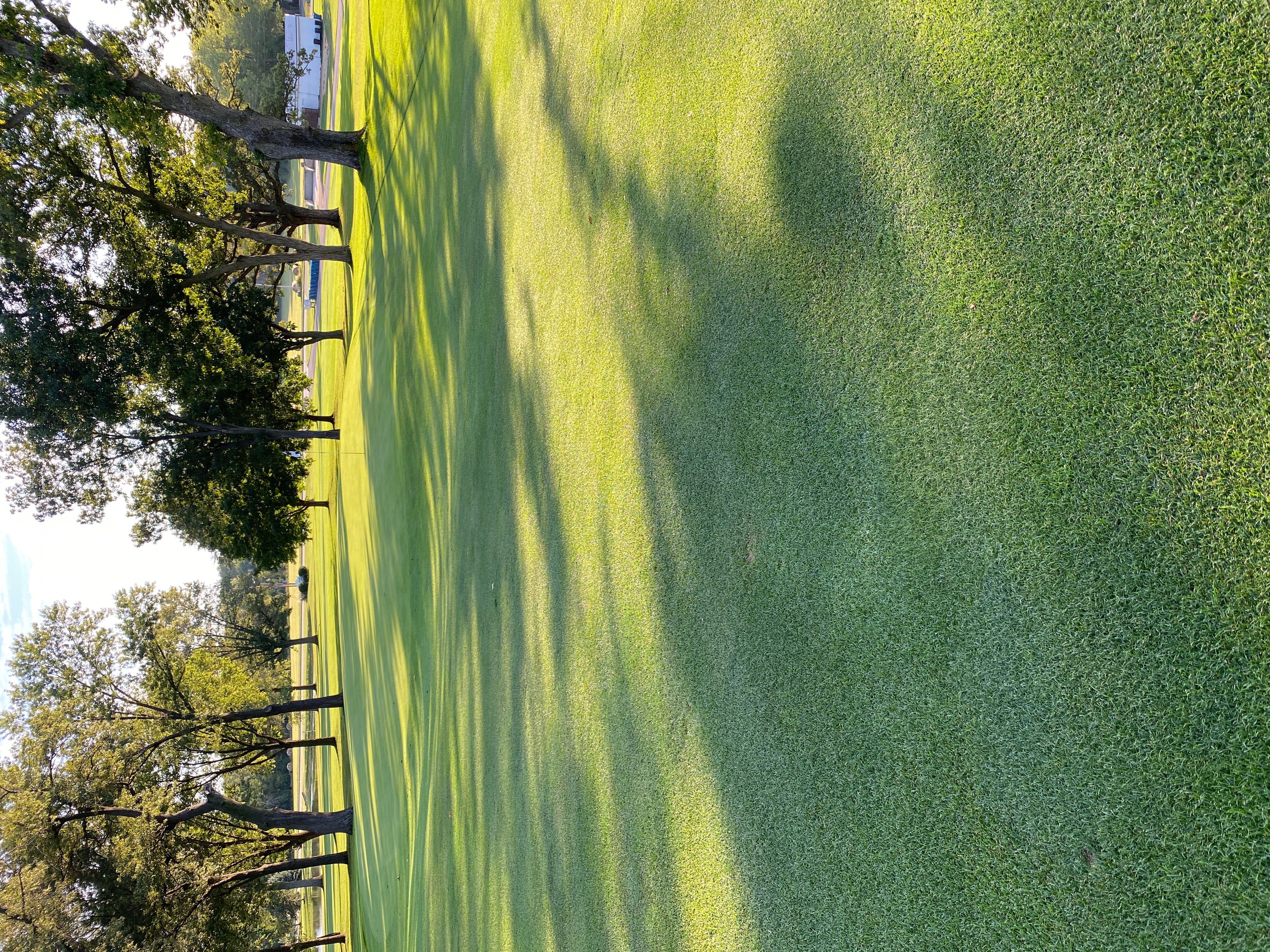 Golf green with tree shadows